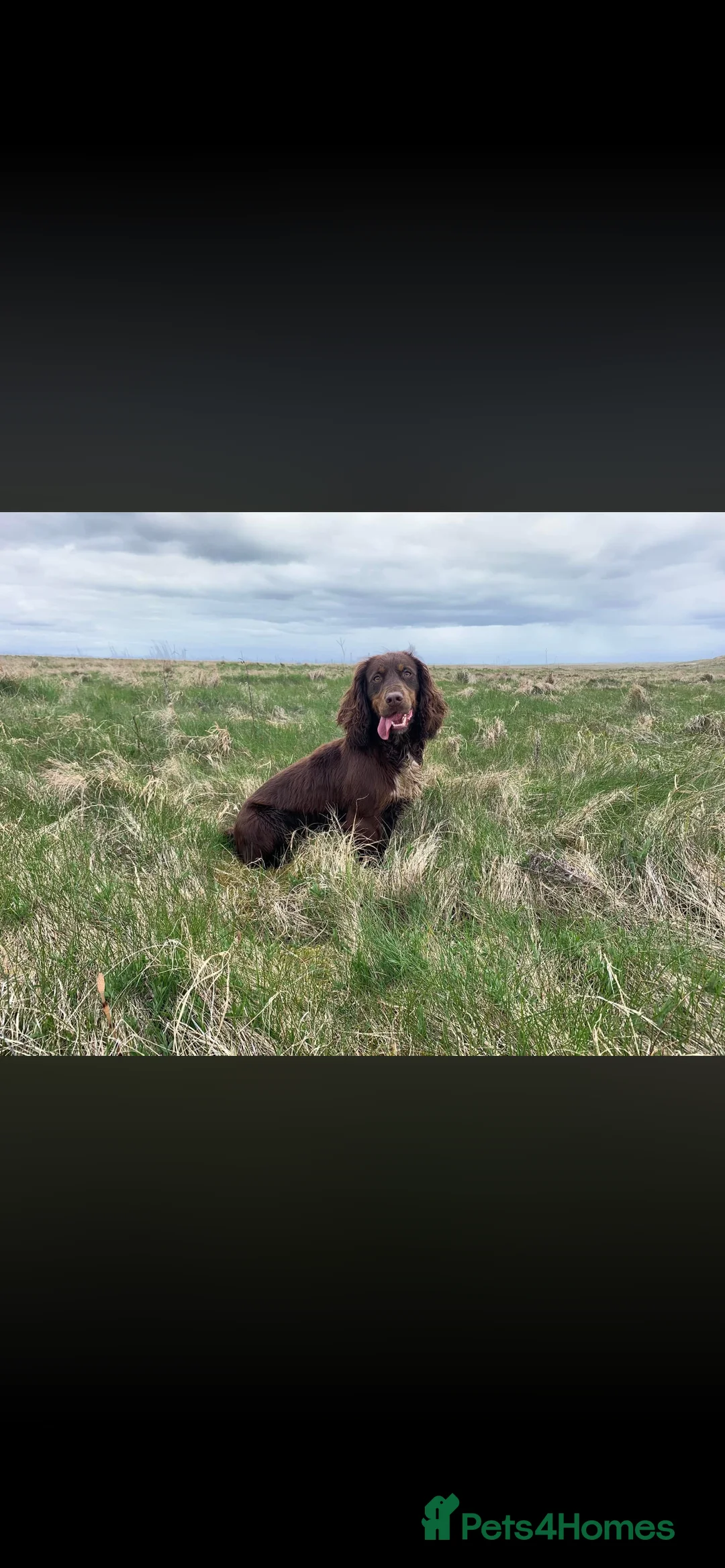 Cocker Spaniel dogs for sale: KC Registered working cocker spaniels  in Peterhead - Advert 5