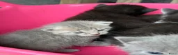 Mixed Breed cats for sale: 5 Gorgeous, Super-Friendly Kittens - Advert 18