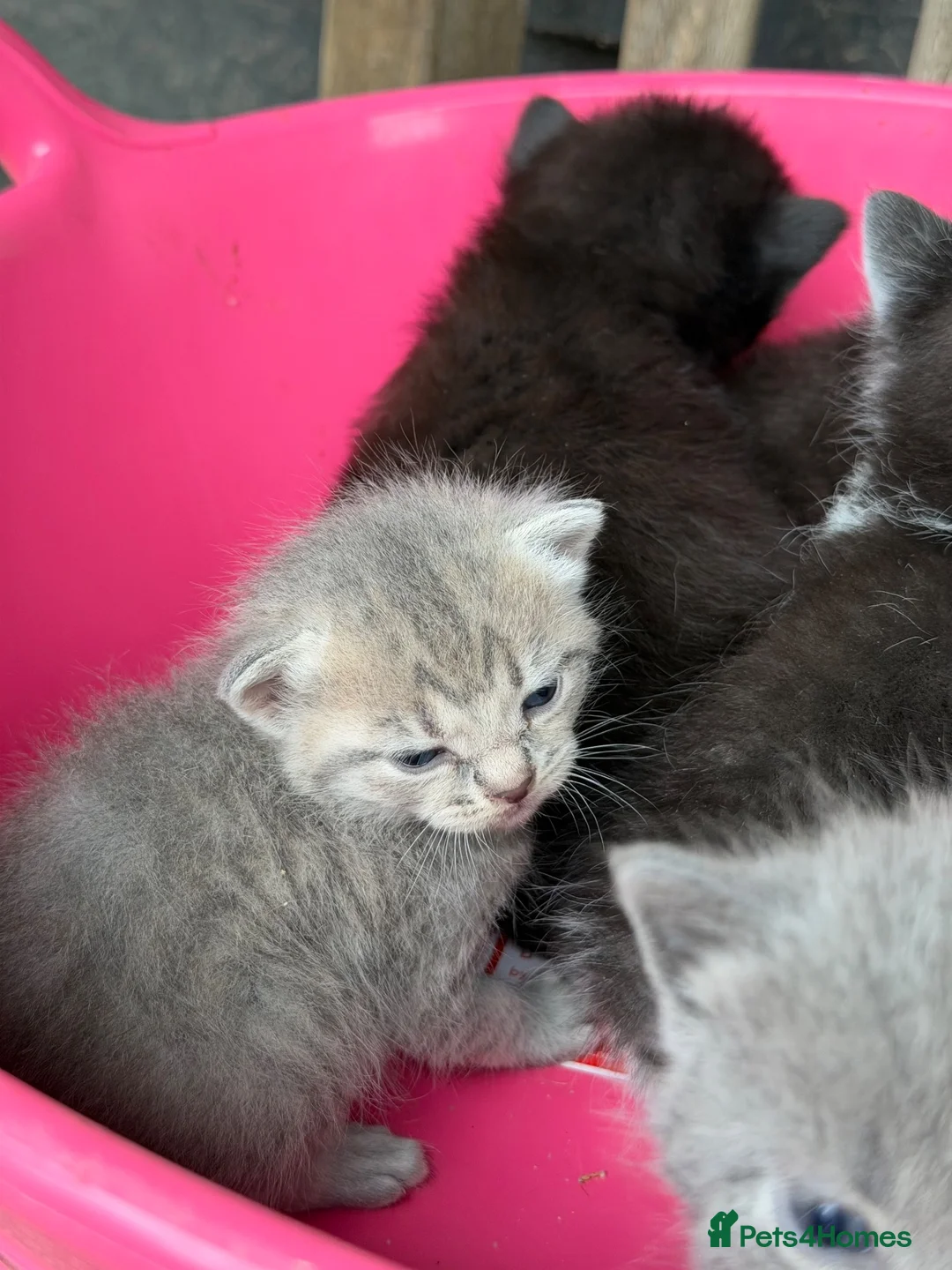 Mixed Breed cats for sale: 5 Gorgeous, Super-Friendly Kittens - Advert 18