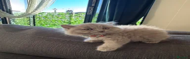 British Shorthair Orange