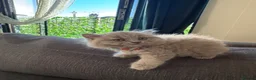 British Shorthair cats for sale: Baby Kittens British Shorthair in Gravesend - Advert 20