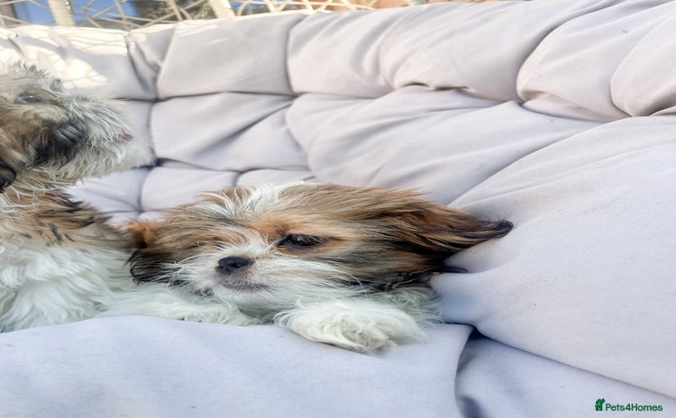 Shih Tzu dogs - Advert 15