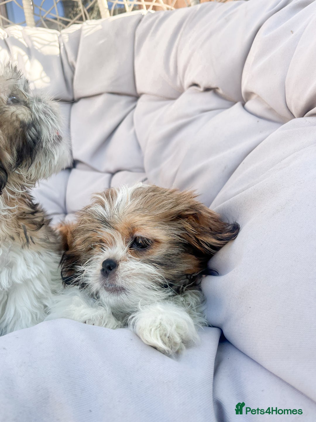 Shih Tzu dogs for sale: Gorgeous Shih Tzu Puppies - Image 3