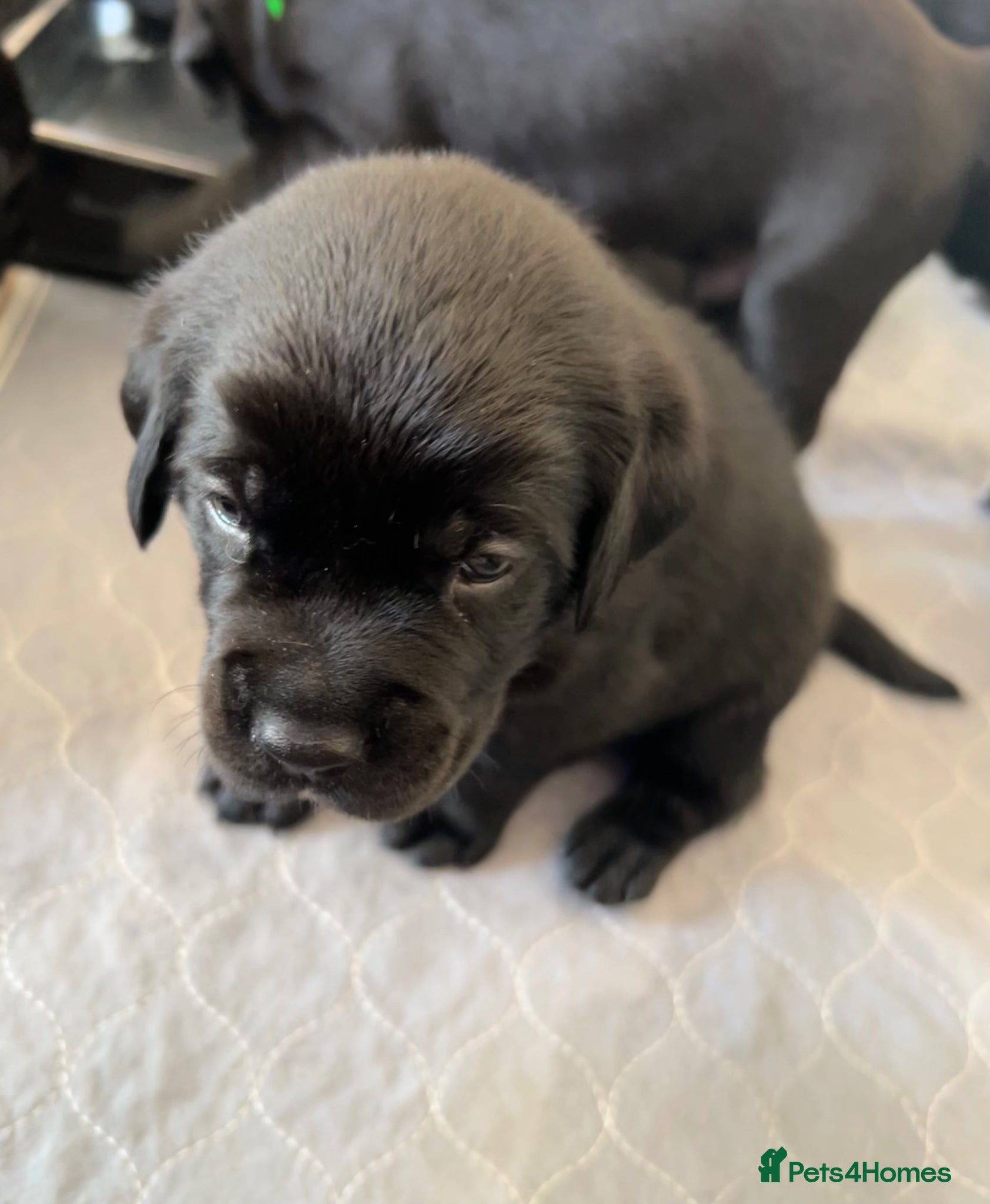 Mixed Breed dogs 12 gorgeous pups - Advert 14