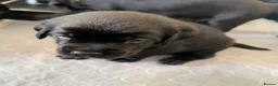 Mixed Breed dogs for sale: Gorgeous puppies - Advert 2