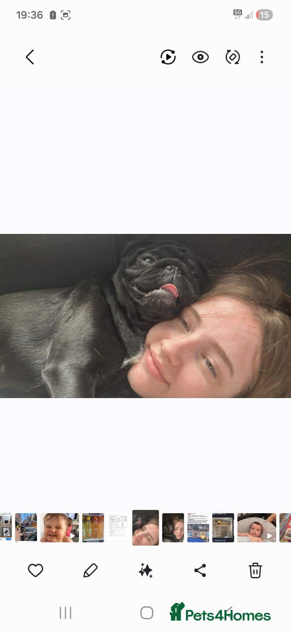 Pug dogs Sindy lou our beautiful pure pug - Advert 3