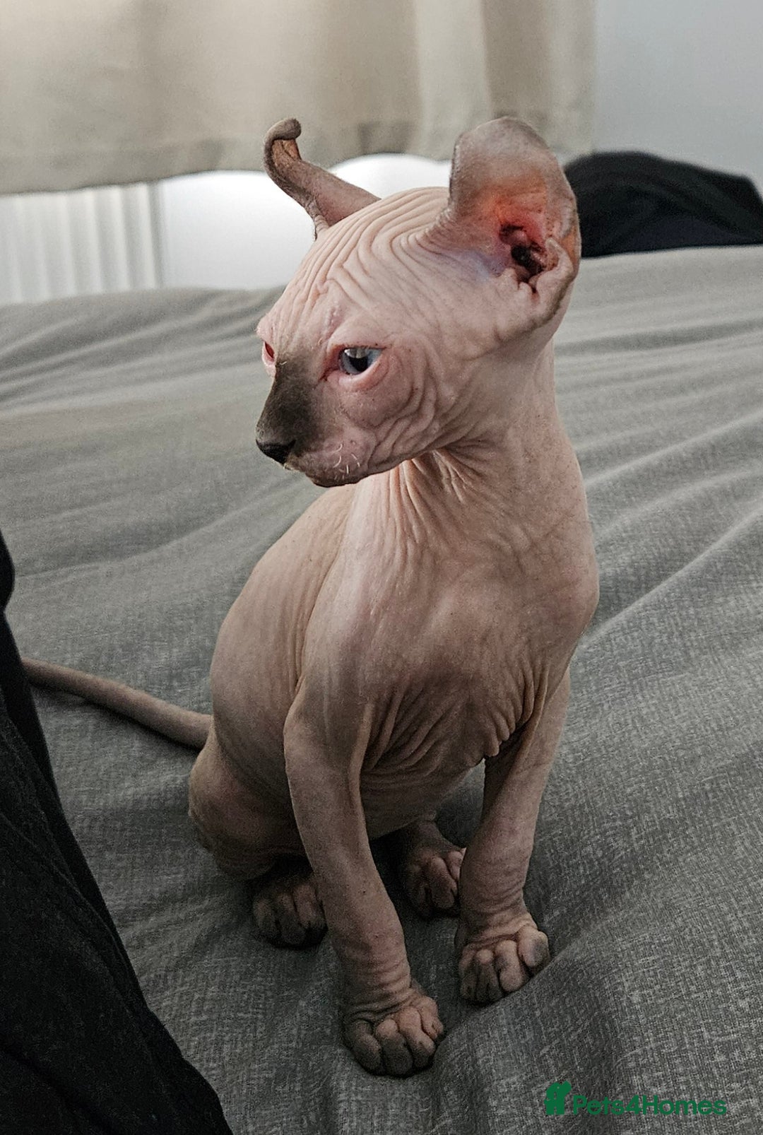 Sphynx cats for sale: X2 Female Sphynx Cats - Advert 4