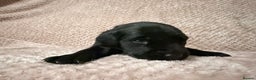 Labrador Retriever dogs for sale: Labrador Puppies for sale - Advert 5