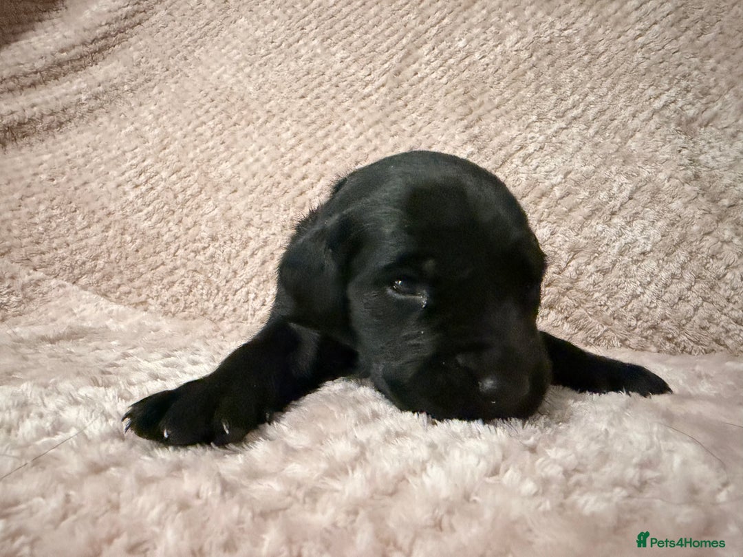 Labrador Retriever dogs for sale: Labrador Puppies for sale - Advert 5