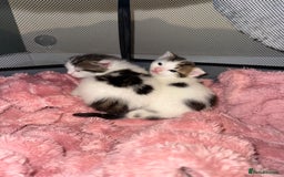 Mixed Breed cats for sale: Tabby and white kittens  - Image 7