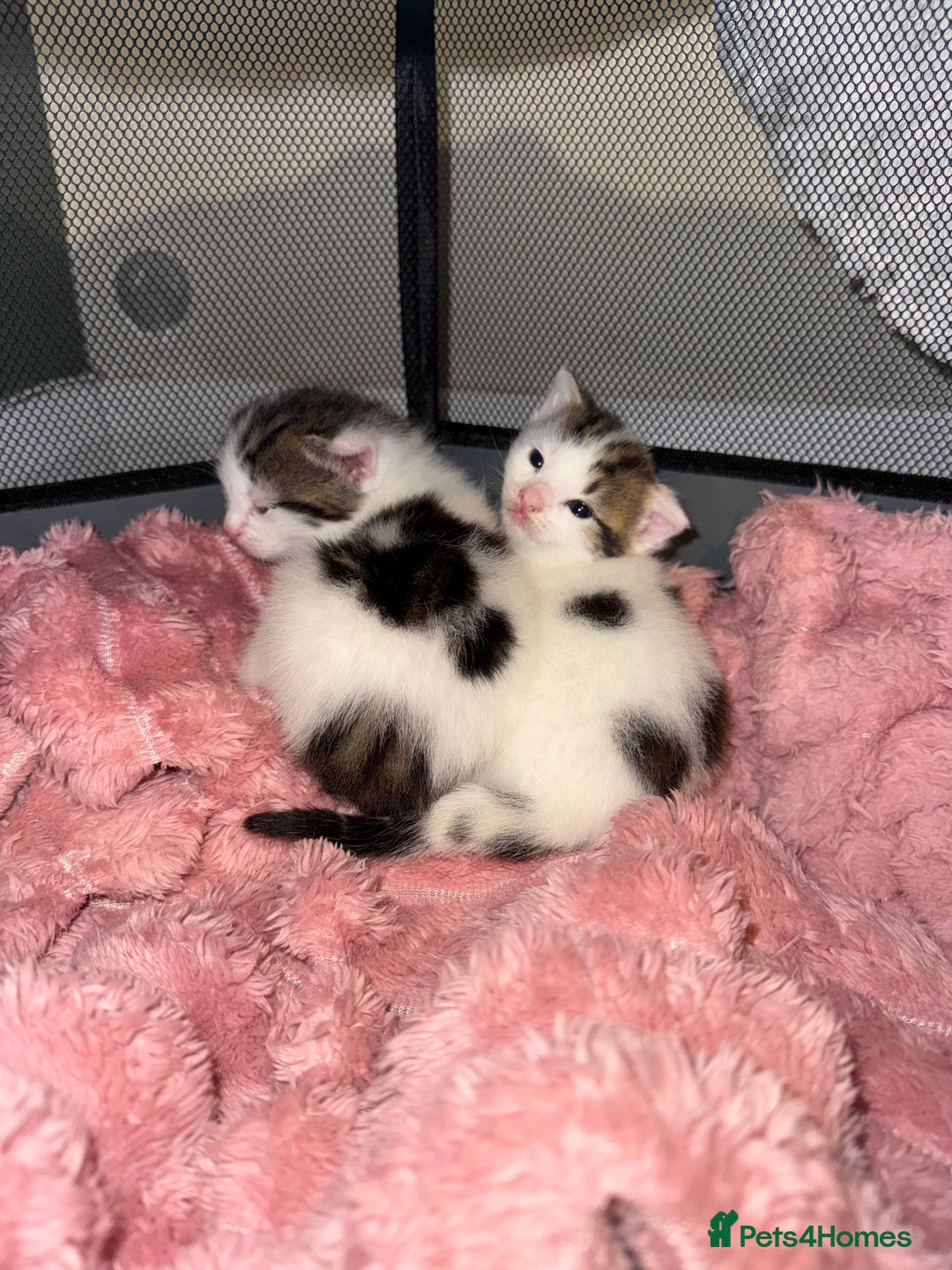 Mixed Breed cats for sale: Tabby and white kittens  - Image 7