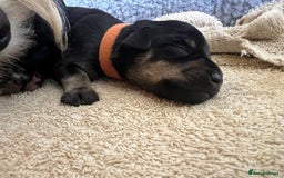 Miniature Schnauzer dogs for sale: Miniature Schnauzer Puppies - Image 12