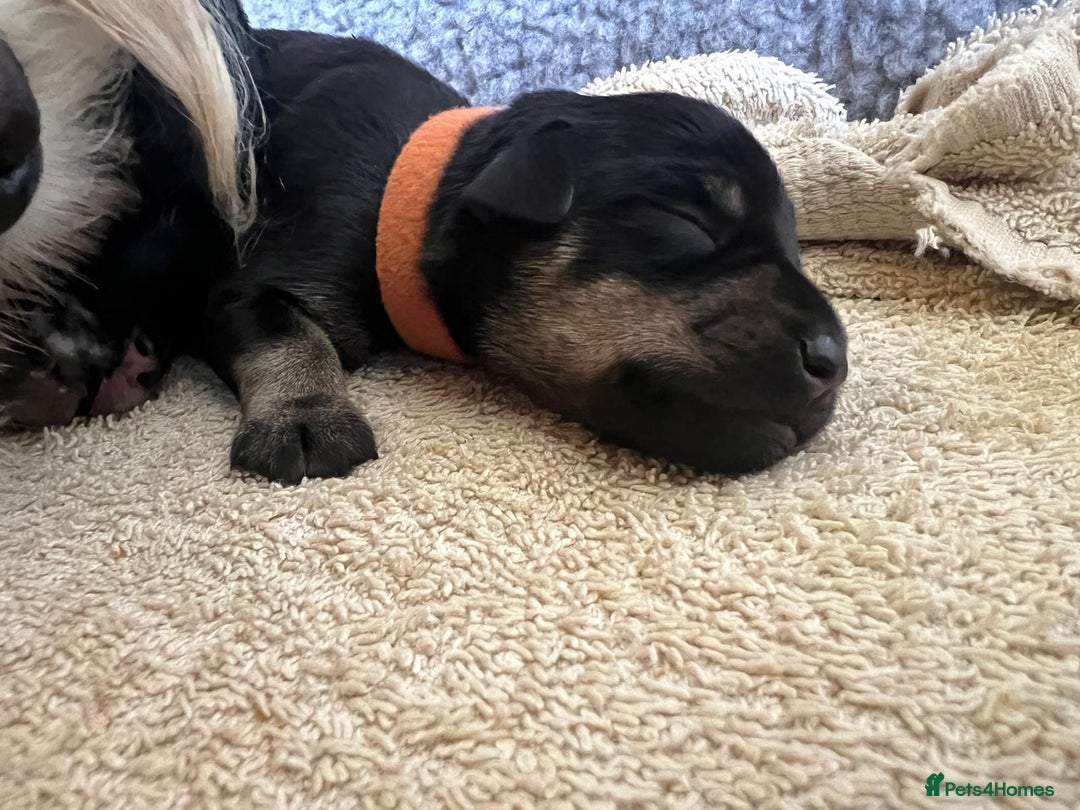 Miniature Schnauzer dogs for sale: Miniature Schnauzer Puppies - Image 12