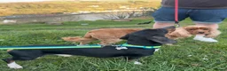 Dachshund dogs for sale: Male Dachshund Rehoming  - Advert 6