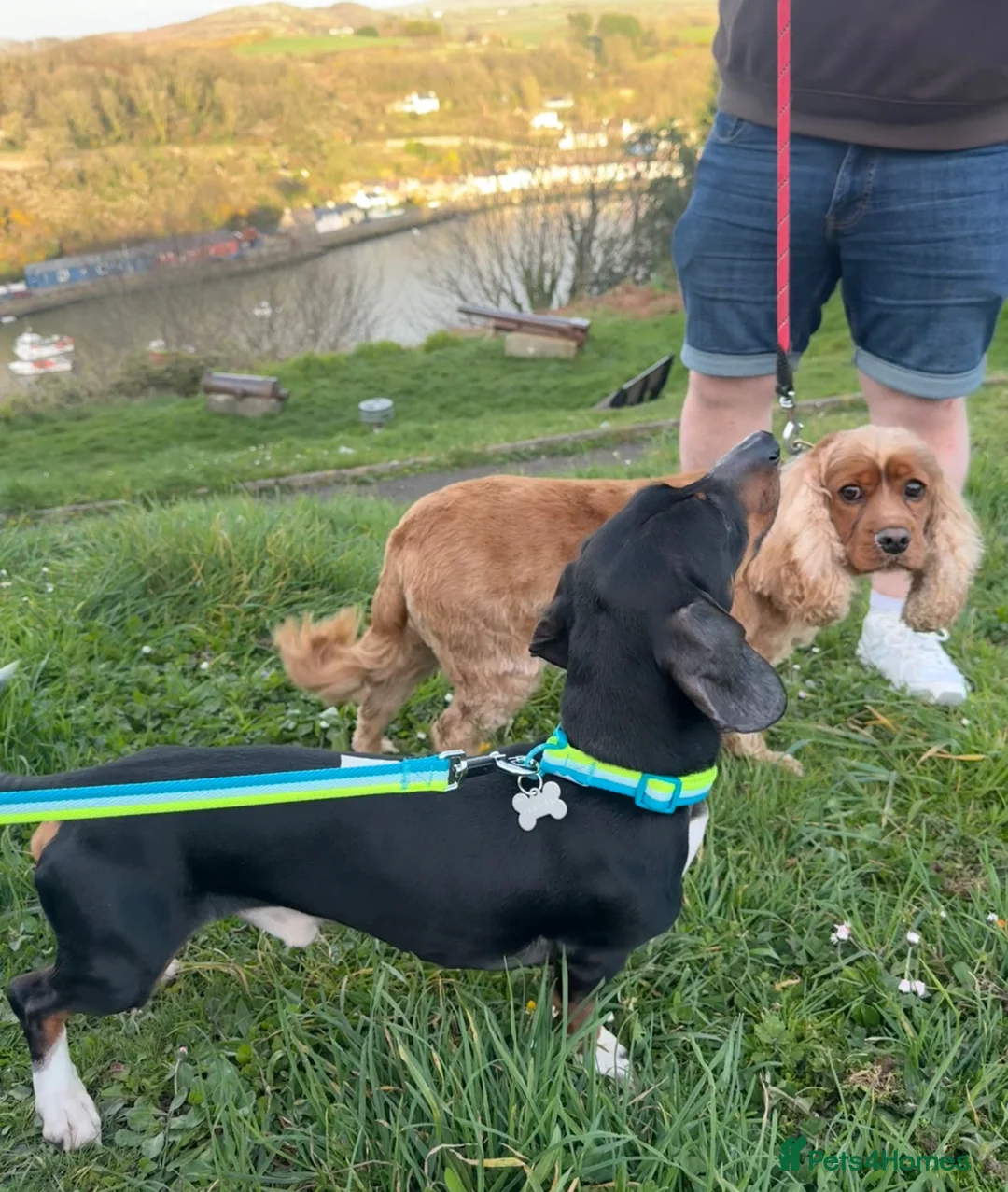 Dachshund dogs for sale: Male Dachshund Rehoming  - Advert 6