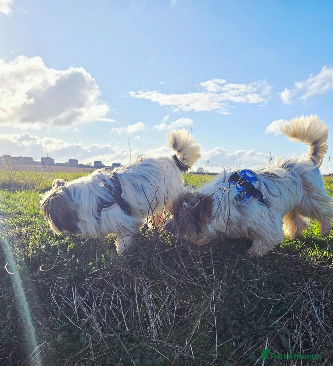 Biewer Terrier dogs for sale: 🐾 Adorable Biewer Terrier Puppies – Bedfordshire - Advert 11