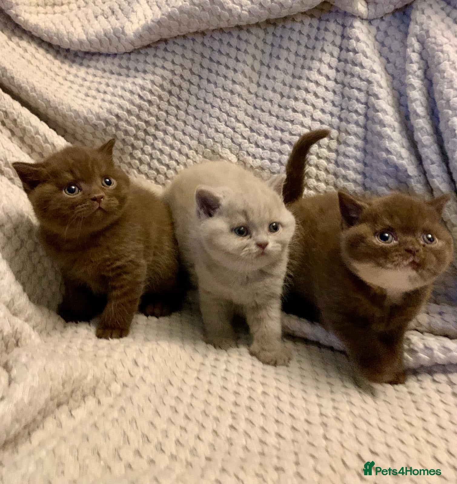 British Shorthair cats GCCF British shorthair kittens  - Advert 2
