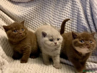 British Shorthair cats GCCF British shorthair kittens - Advert 2