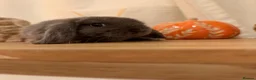 Mini Lop rabbits for sale: Gorgeous little mini lop baby bunny rabbits  - Advert 7