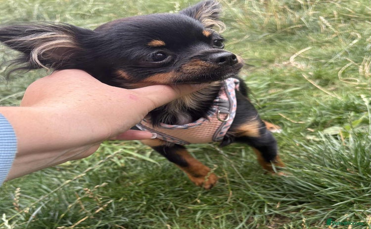 Chihuahua dogs - Advert 4