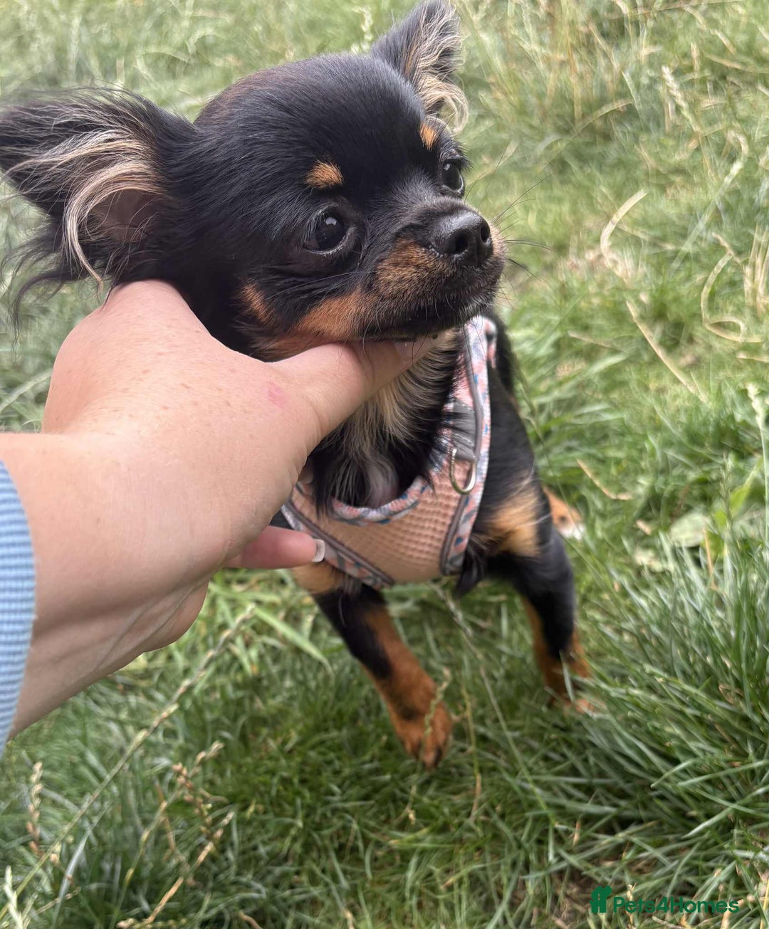 Chihuahua dogs for sale: Tiny 1.2 kg female chihuahua  - Image 1