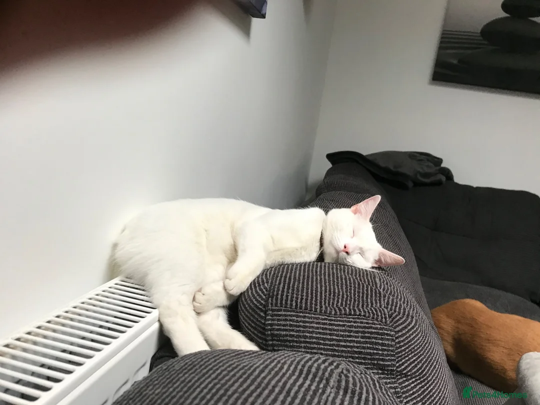 British Shorthair cats for sale: MIA British shorthair pure white dual eye colour  - Advert 1