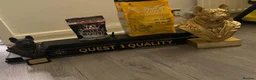 French Bulldog dogs for stud: MR COMPACTABULL  - Advert 13