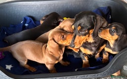 Dachshund dogs for sale: KC PRA Miniature smooth hair dachshund puppies  - Image 1