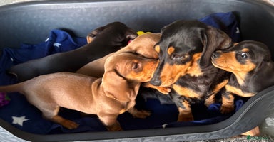 Dachshund dogs - Advert 8
