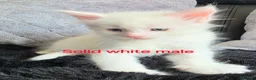 Maine Coon cats for sale: Purebred Maine coon kittens - Advert 6