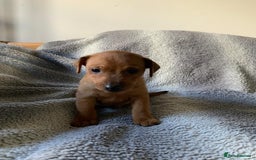 Miniature Pinscher dogs for sale: Miniature Pinschers in Swanley - Advert 5