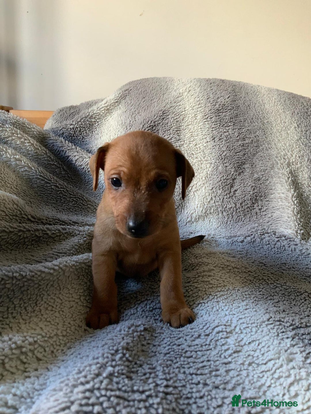 Miniature Pinscher dogs for sale: Miniature Pinschers in Swanley - Advert 5