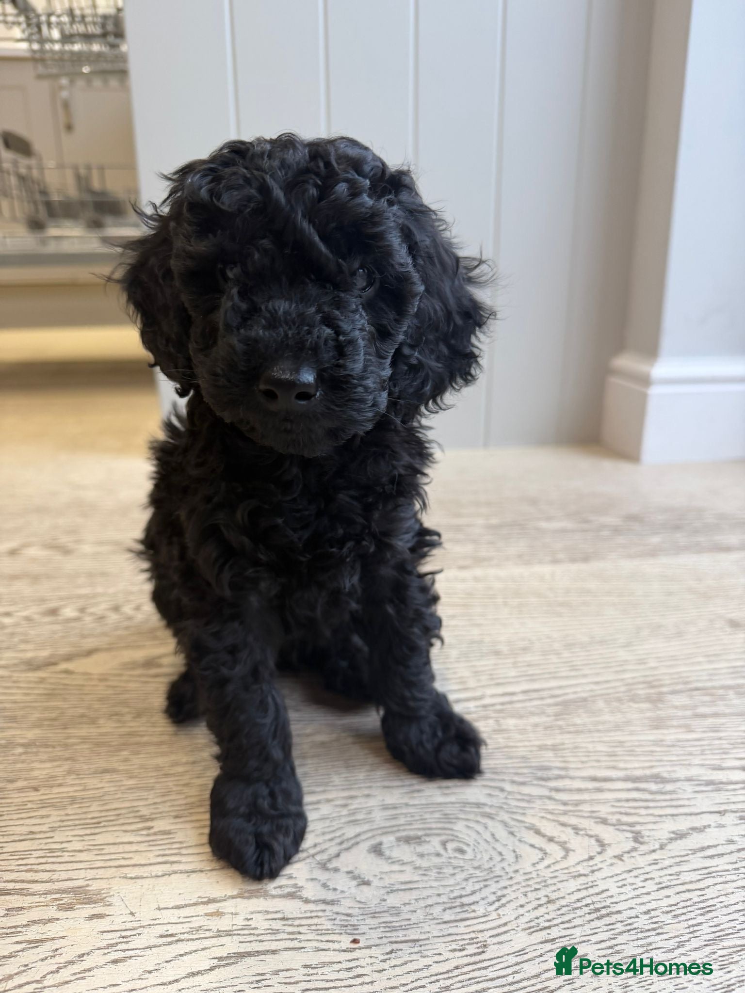 Miniature Poodle dogs KC reg Miniature Poodle * 1 now available * - Advert 6