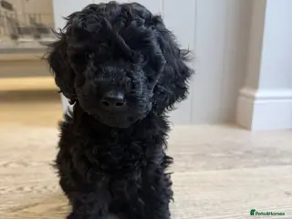 Miniature Poodle dogs KC reg Miniature Poodle * 1 now available * - Advert 6