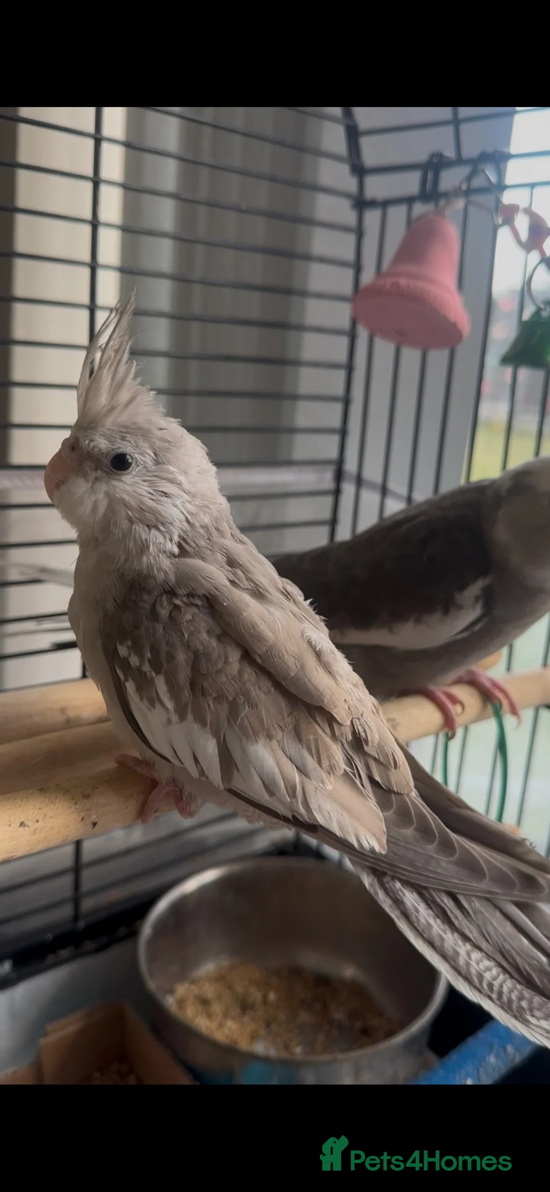 Cockatiels birds for sale:  BEAUTIFUL HAND-TAMED COCKATIEL CHICKS AVAILABLE  - Advert 2
