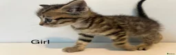 Bengal cats for sale: 2 gorgeous bengal mix kittens  - Advert 4