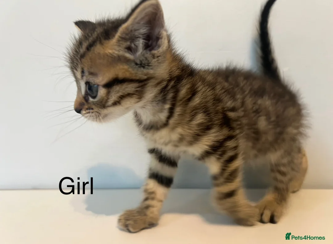 Bengal cats for sale: 2 gorgeous bengal mix kittens  - Advert 4