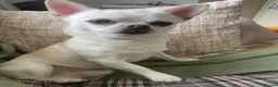 Chihuahua dogs for sale: Two rare Russian, three year-old adult Chihuahuas - Advert 3