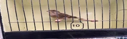 Finches birds for sale: Mutation greenfinches - Advert 10
