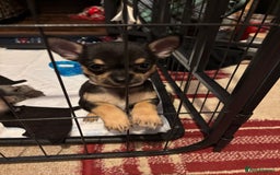 Chihuahua dogs for sale: Beautiful female Chihuahua - Advert 6