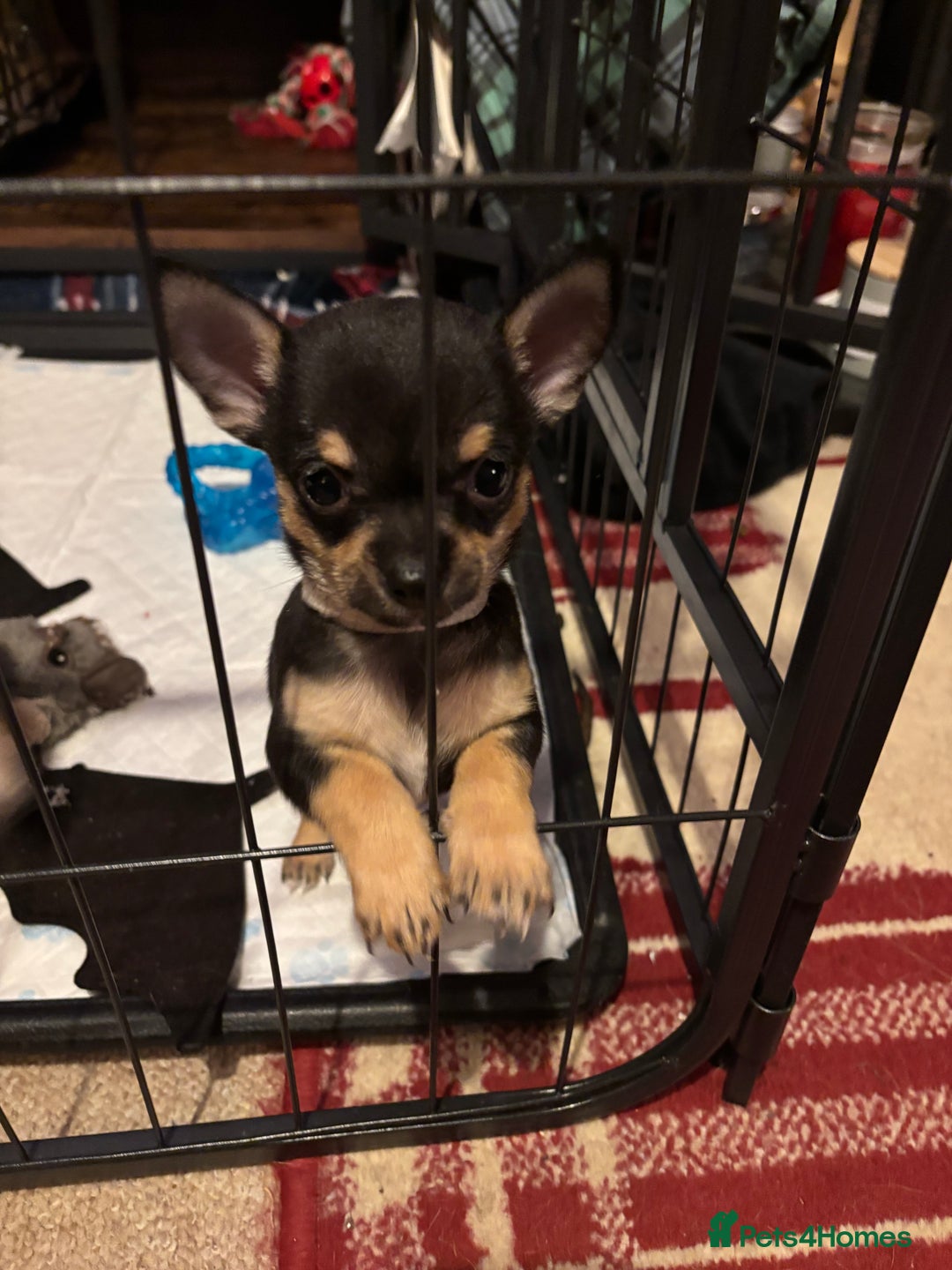 Chihuahua dogs for sale: Beautiful female Chihuahua - Advert 6