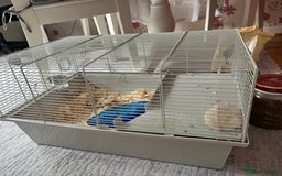 Hamster rodents for sale: Male dwarf hamster  - Image 2