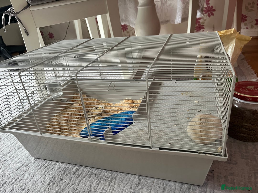 Hamster rodents for sale: Male dwarf hamster  - Image 2
