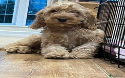Cockapoo dogs for sale: Healthy Cockapoos boys fully vaccinated  - Image 10