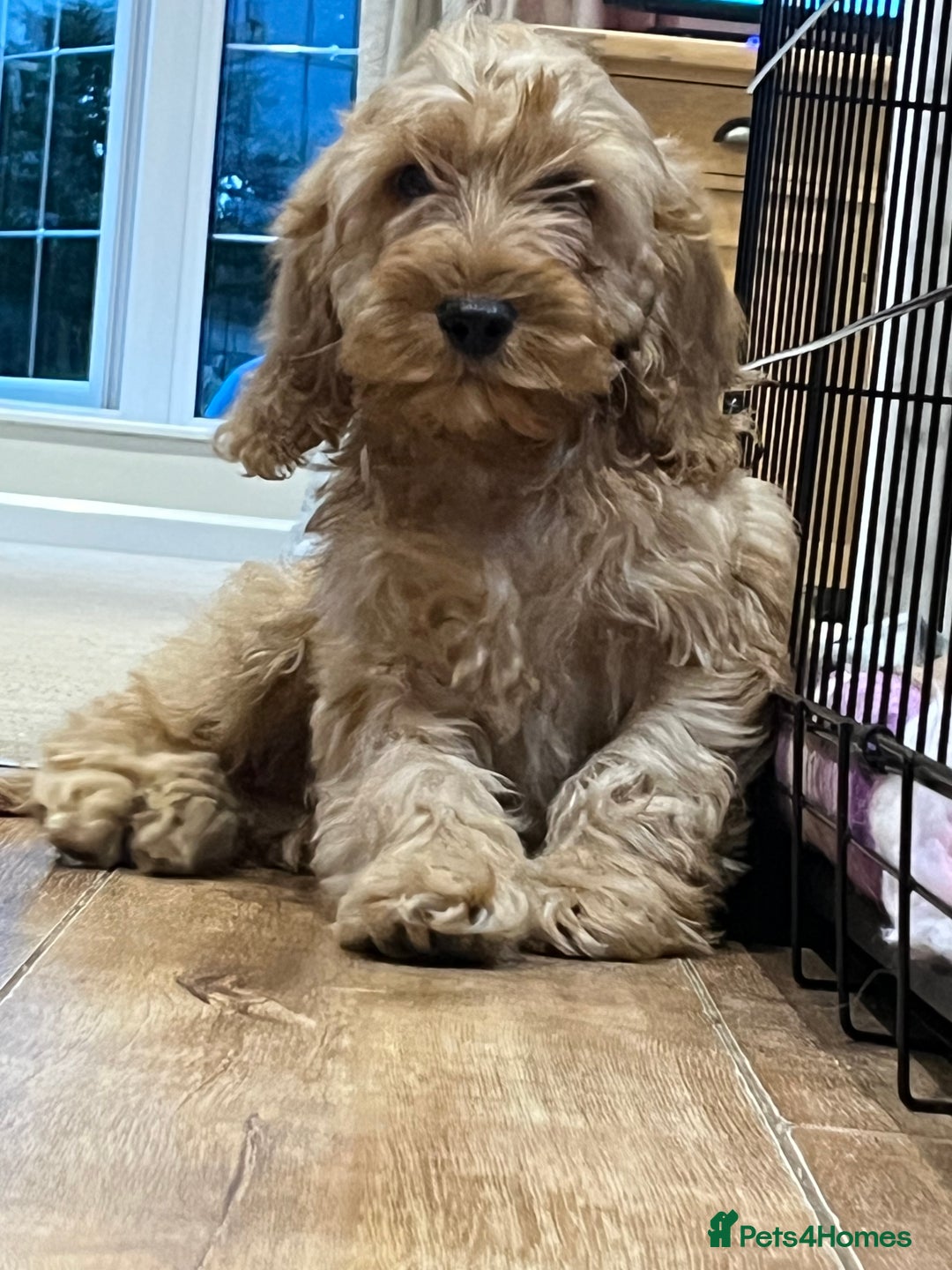 Cockapoo dogs for sale: Healthy Cockapoos boys fully vaccinated  - Image 10