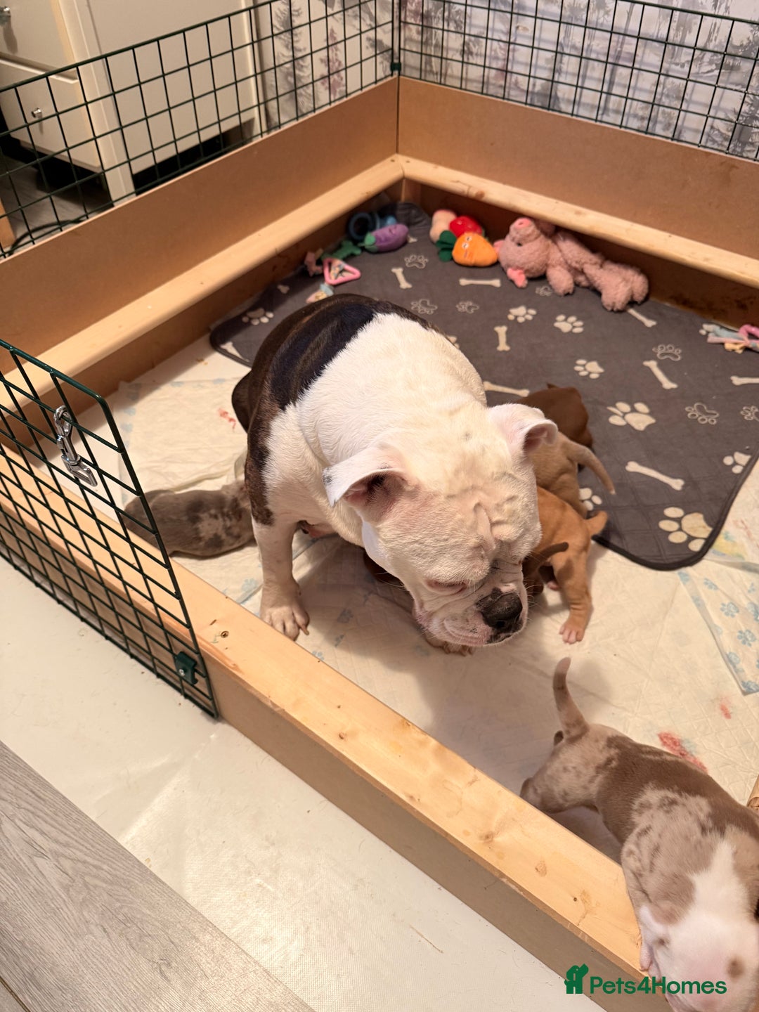 Old Tyme Bulldog dogs for sale: Old Tyme English Bulldog  - Advert 6