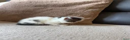 Exotic cats for sale: 4 exotic short hair boys for sale  - Advert 3
