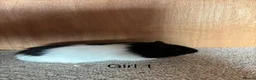 Guinea Pig rodents for sale: Baby Guinea Pigs  in Okehampton - Advert 5