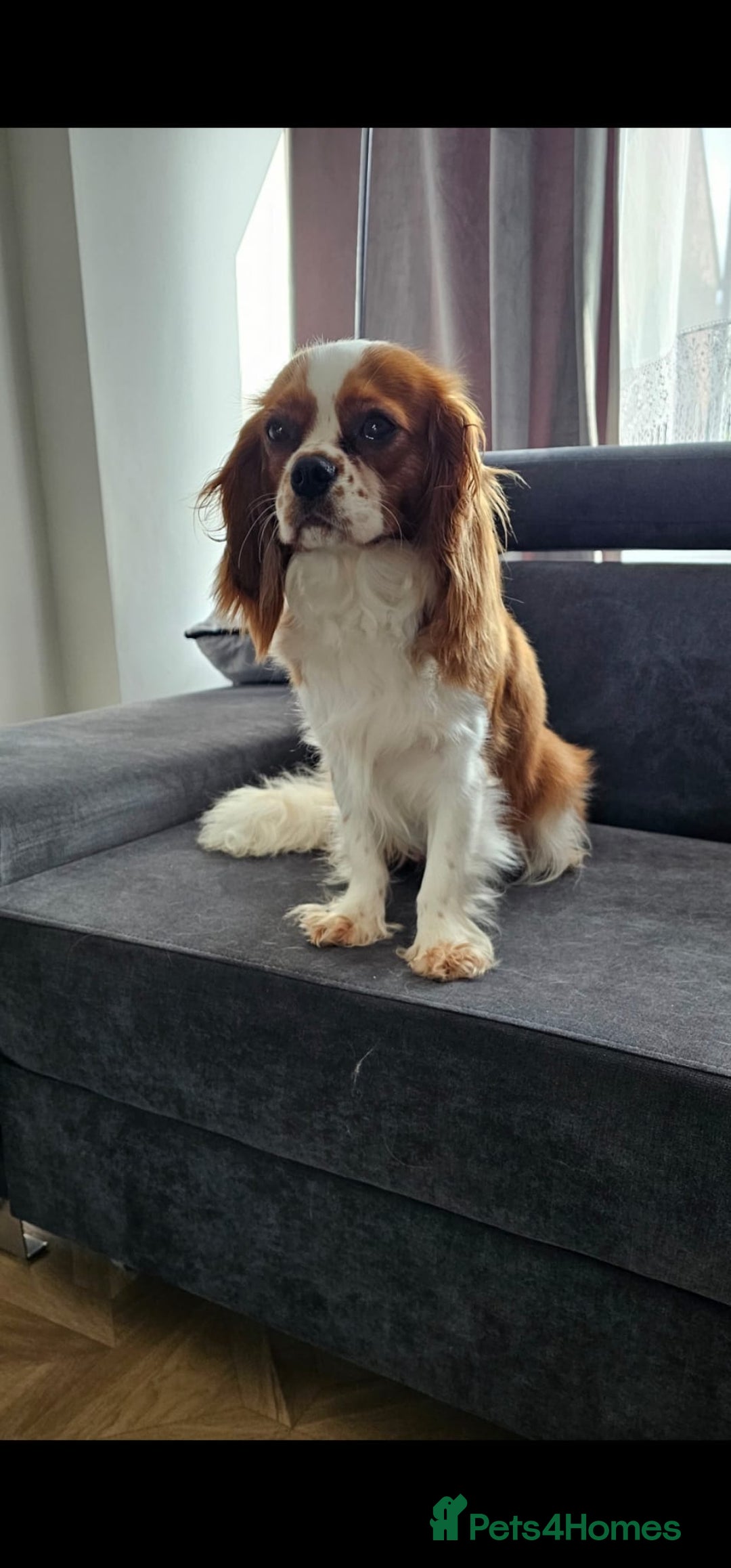 Cavalier King Charles Spaniel dogs for sale: Cavalier king Charles spaniel - Image 2