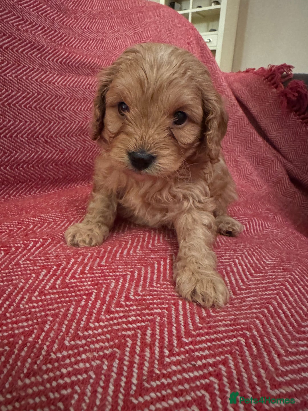 Cavapoo dogs for sale: Gorgeous F1 Cavapoo pups (1 male 1 female left)   - Image 5